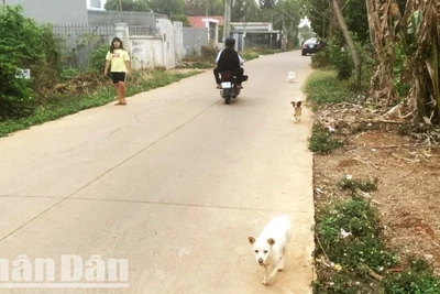 Hiện nay thời tiết ở Đắk Lắk đang bước vào thời kỳ cao điểm của mùa khô năm 2025, nhưng tình trạng nuôi chó thả rông vẫn diễn ra tràn lan nên nguy cơ đàn chó mắc bệnh dại có chiều hướng gia tăng.