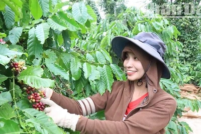 Bước vào thu hoạch cà-phê niên vụ 2024-2025, nông dân ở Đắk Lắk hết sức phấn khởi vì giá cà-phê tăng đột biến. 
