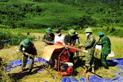 Bộ đội Biên phòng tỉnh Quảng Bình giúp dân thu hoạch lúa. (Ảnh: CHÂU THANH/qdnd.vn)