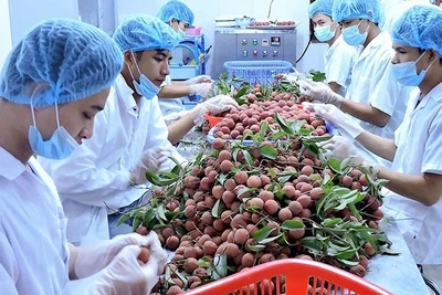 Quả vải thiều của tỉnh Bắc Giang được chiếu xạ tại Hà Nội để xuất khẩu sang Australia. (Ảnh: HÀM LUÔNG) 