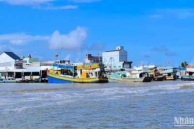 Ngộ độc do ăn cá nóc tại Cà Mau thường xảy ra ở vùng ven biển, nơi có nhiều hình thức khai thác và dễ dàng bắt được cá nóc. 