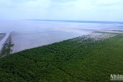 Bãi Bồi ven biển xã Đất Mũi có thêm nhiều đai rừng phòng hộ từ dự án hỗ trợ của Trung ương. 