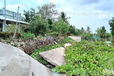 Một đoạn lộ nông thôn ở vùng ngọt huyện Trần Văn Thời (tỉnh Cà Mau) bị sạt xuống kênh, khiến giao thông đường bộ bị chia cắt.
