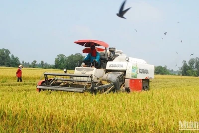 Người dân xã Hậu Mỹ Trinh, huyện Cái Bè (Tiền Giang) thu hoạch lúa hè thu 2023. (Ảnh: NGUYỄN SỰ)