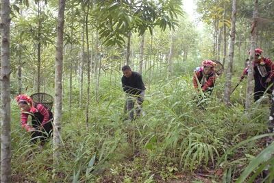 Người dân ở Lai Châu tích cực tham gia bảo vệ, khoanh nuôi và trồng rừng. Ảnh: TUẤN THỊNH