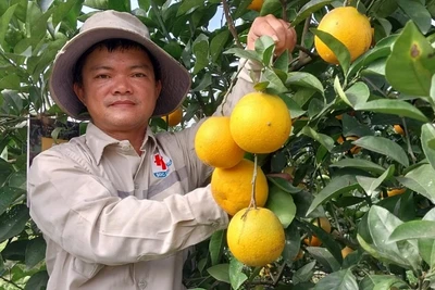 Ảnh minh họa: nhandan.vn.