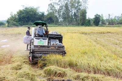 Thu hoạch lúa tại xã Trường Xuân, huyện Tháp Mười, tỉnh Đồng Tháp. (Ảnh: HỮU NGHĨA)