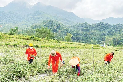 Người dân thôn Nà Săm, xã Thượng Giáo (huyện Ba Bể) chăm sóc cây cà gai leo do Chương trình mục tiêu quốc gia về phát triển kinh tế-xã hội vùng đồng bào dân tộc thiểu số và miền núi hỗ trợ.