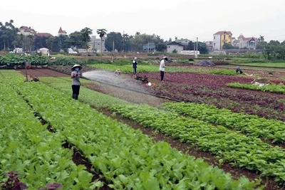 Nông dân huyện Hoài Đức (Hà Nội) chăm sóc rau. (Ảnh VŨ SINH)
