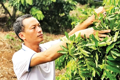 Ông Lường Văn Mười, một trong 63 nông dân xuất sắc Việt Nam năm 2024, ở xã Chiềng Khoong, tỉnh Sơn La, trồng nhãn thoát nghèo. (Ảnh QUỐC TUẤN)