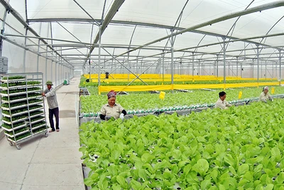 Công nhân đang thu hoạch rau trồng theo phương pháp thủy canh tại nông trường VinEco Tam Đảo. (Ảnh THANH GIANG)
