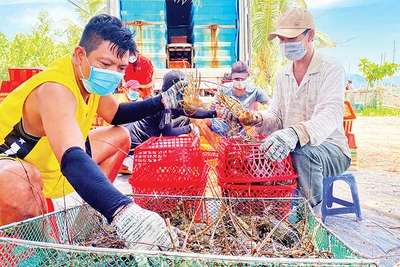 Người nuôi tôm xã Xuân Thịnh, thị xã Sông Cầu, Phú Yên đang thu hoạch tôm hùm.