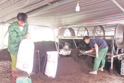 Sản phẩm phân bón hữu cơ từ nuôi giun quế bằng phế, phụ phẩm được thu hoạch, phân phối cho chuỗi trồng rau, cà-phê và cây ăn quả.