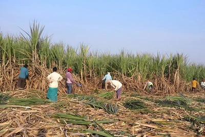 Thu hoạch mía. 