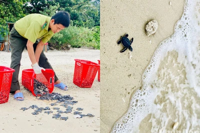 Thả rùa biển về tự nhiên tại Côn Đảo. Ảnh: MAI LƯU