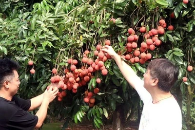 Vải trứng Hưng Yên với ưu thế, quả to, mã đẹp, vị ngọt thơm được đông đảo người tiêu dùng ưa chuộng. (Ảnh: TTXVN)