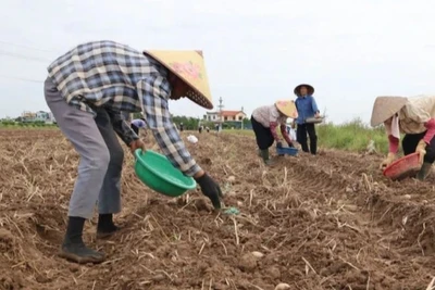 Huyện Vũ Thư (tỉnh Thái Bình) đã gieo trồng hơn 3.000ha cây vụ đông để bù đắp thiệt hại cho sản xuất vụ mùa do ảnh hưởng bão số 3 gây ra. (Ảnh: MAI TÚ)