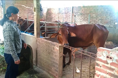 Hỗ trợ bò sinh sản là mô hình giảm nghèo phù hợp, phát huy hiệu quả ở Phú Bình.