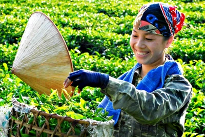 Bàn tay khéo léo và kinh nghiệm trồng, chế biến lâu đời tạo ra chè Thái nổi tiếng.