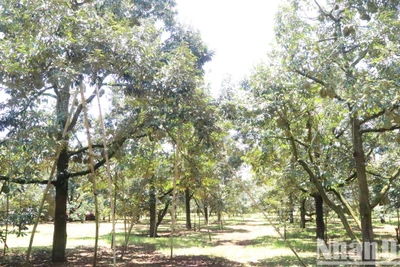 Tỉnh Đắk Lắk hiện có 32.785ha sầu riêng, đứng thứ 2 cả nước sau Tiền Giang.