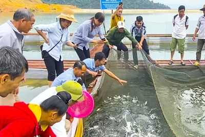 Người dân bản Mánh Đanh, xã Ẳng Cang, huyện Mường Ảng vui mừng thu hoạch lứa cá đầu nuôi trên lòng hồ Ẳng Cang.