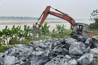 Đơn vị thi công đang khẩn trương xử lý tình trạng sạt lở kè Hợp Hải thuộc xã Phùng Nguyên, huyện Lâm Thao.