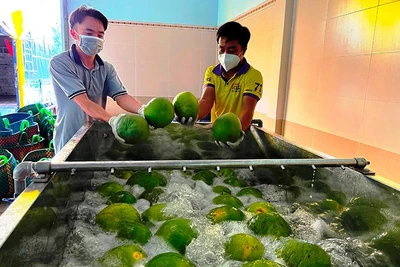 Sơ chế bưởi da xanh tại Hợp tác xã nông nghiệp bưởi da xanh tỉnh Bến Tre.
