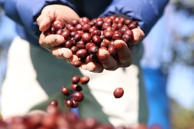 Cà-phê Việt Nam được thị trường Algeria đánh giá cao. (Ảnh: Tuấn Anh/TTXVN)