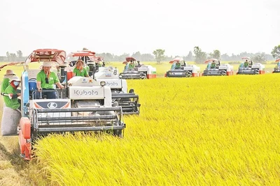  Tăng cường thực hiện các nhiệm vụ, giải pháp thúc đẩy sản xuất, xuất khẩu gạo