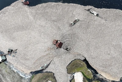 Cá chết nối trắng hồ Sông Mây