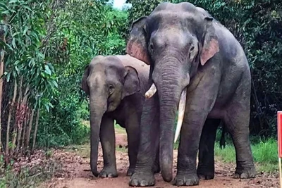 Gần đây đàn voi rừng thường xuyên xuất hiện khu dân cư gần bìa rừng thuộc Khu Bảo tồn thiên nhiên văn hóa Đồng Nai.