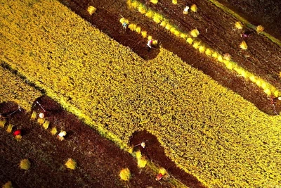 Vụ mùa bội thu của nông dân huyện Xuân Lộc.