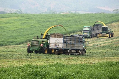 Thu hoạch ngô, cỏ bằng hệ thống cơ giới ở trang trại bò sữa TH.
