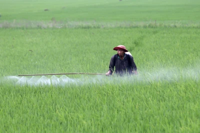 Phun thuốc bảo vệ thực vật phòng, chống sinh vật gây hại lúa. (Ảnh: TTXVN)
