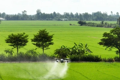 Phun thuốc bảo vệ thực vật phòng, trừ sâu bệnh hại lúa.