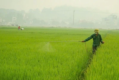 Phun thuốc bảo vệ thực vật cho lúa. (ẢNH: TTXVN)