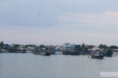 Quảng Nam tổ chức cấm biển kể từ 7 giờ ngày 25/9, đến nay, nhiều tàu thuyền đã vào nơi trú ấn.