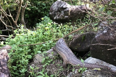 Thả 1 cá thể tê tê nặng khoảng 1kg về rừng tự nhiên tại Cù Lao Chàm.