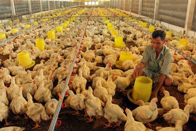 Chăn nuôi gà số lượng lớn hiệu quả hơn nhờ áp dụng công nghệ kiểm soát nhiệt độ, thức ăn nước uống trong chuồng.