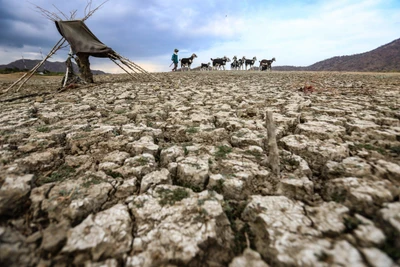 Đàn dê của người dân kiếm ăn trên lòng hồ Phước Trung (huyện Bác Ái, Ninh Thuận) đã cạn trơ đáy. Ảnh: HIỂU MINH