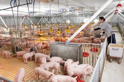 [Video] Giá lợn hơi tăng mạnh, nhưng chưa ảnh hưởng lớn đến CPI