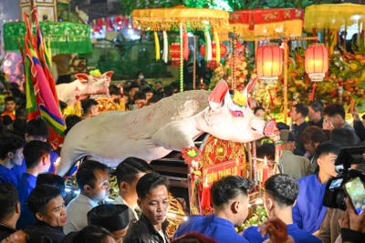 Vào 21 giờ tối ngày 10/2 (13 tháng Giêng Ất Tỵ), "ông lợn" được khiêng vào đình La Phù để chuẩn bị làm lễ tế.