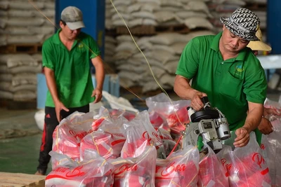 Đóng gói gạo xuất khẩu ở Công ty TNHH Chơn Chính, Đồng Tháp. (Ảnh: TRẦN QUỐC)