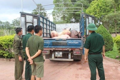 Ảnh minh họa: Tang vật 1.200kg lợn thương phẩm nhập lậu bị Đồn Biên phòng Bắc Sơn bắt giữ. (Nguồn: Báo Biên phòng)