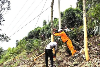 Những cây quế cao ngoài hành lang lưới điện được công nhân Điện lực Bảo Thắng chằng néo cẩn thận để phòng ngừa đổ vào đường dây.