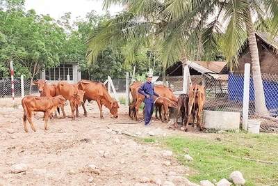 Anh Phạm Văn Út bỏ nghề làm mướn, chuyển sang nuôi bò cái sinh sản, thoát nghèo. 