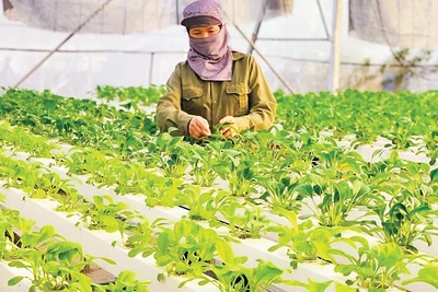 Sản xuất rau an toàn tại huyện Thanh Trì. (Ảnh Tri Thành) 