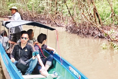 Khách du lịch tham quan rừng ngập mặn Cà Mau. (Ảnh LAN ANH) 