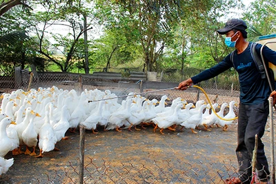 Phun thuốc khử trùng tại các hộ chăn nuôi ở huyện Cần Ðước, tỉnh Long An. (Ảnh KIM THOA) 