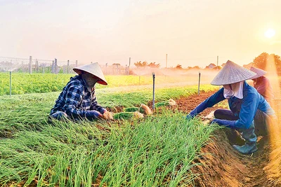 Nhiều vùng đất cát ven biển ở huyện Quỳnh Lưu (Nghệ An) chuyển sang trồng rau, hành... cho thu nhập cao hơn nhiều so với trồng lúa. 